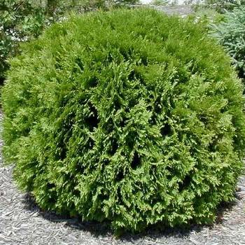 Туя западная ‘Globosa Compacta’ (Thuja occidentalis ‘Globosa Compacta’)